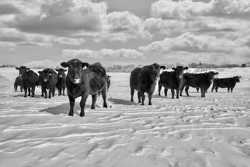 Cows on snowy field
