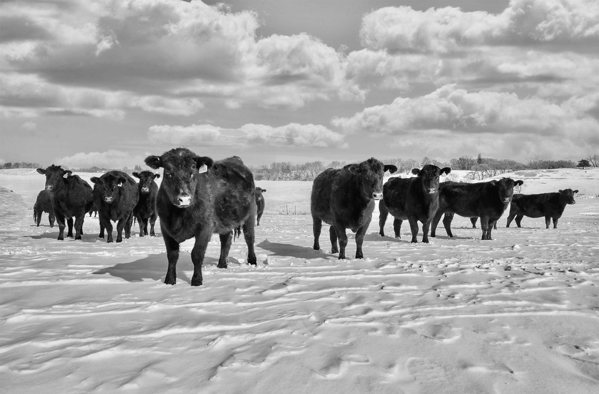 Cattle in winter