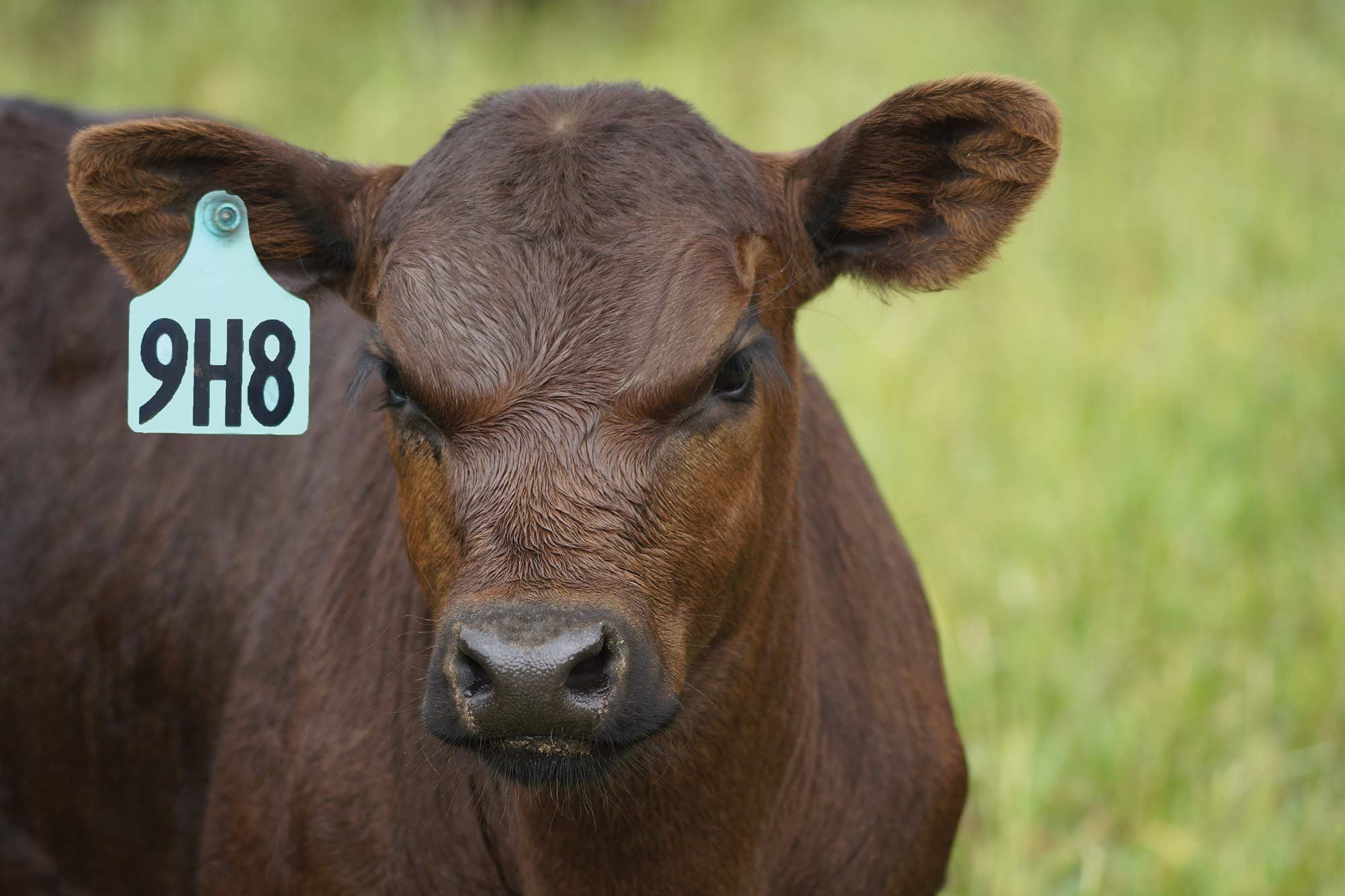 Bull Calf